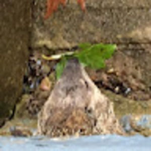 Meet your Posher, Hunter